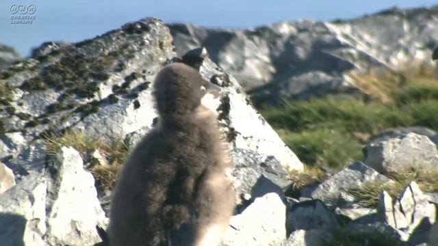Wild penguins/野生企鹅/pingüinos salvajes/野生のペンギン/Дикие пингвины/Pinguins selvagens #2 смотреть онлайн
