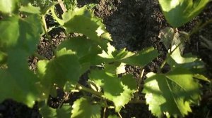 Виноград. Амурский Белый. Кемеровская область.