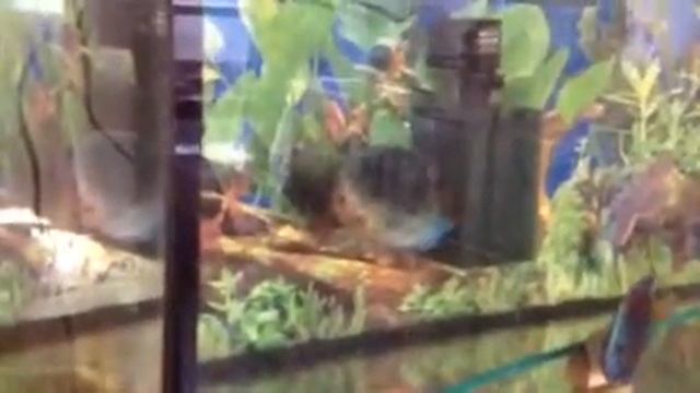 Блю даймонд смотреть онлайн