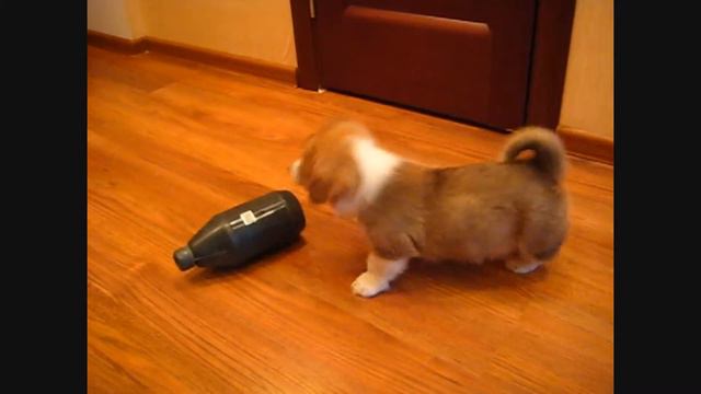 Пемброк смотреть онлайн