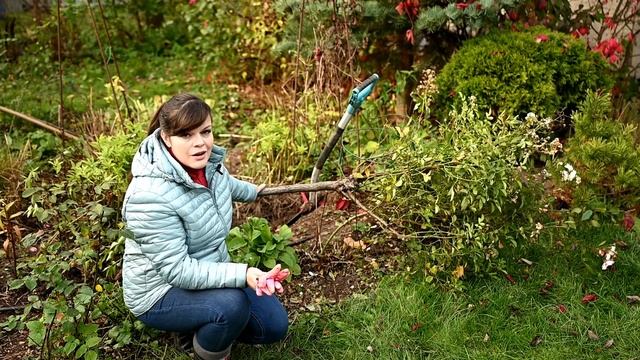 Укрытие крупнолистной гортензии в условиях Подмосковья / Пригибаю розы / Садовый влог 18.10 смотреть онлайн