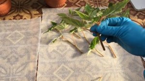 ДЕЛЮСЬ УНИКАЛЬНЫМ И ПРОСТЫМ СПОСОБОМ 100 % УКОРЕНЕНИЯ БЕГОНИИ АМПЕЛЬНОЙ