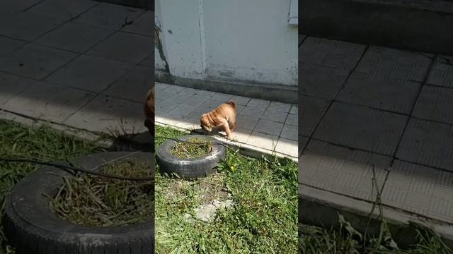 ?Молли гуляет?? смотреть онлайн