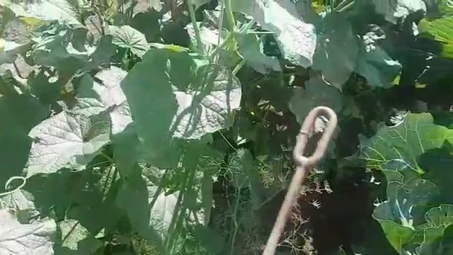 Огурцы в открытом грунте. Удобная подвязка огурцов в открытом грунте. Как подвязать огурцы? смотреть онлайн