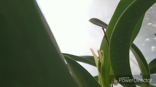 Чехлы у каттлей. Почему в чехлах могут загнивать бутоны? смотреть онлайн