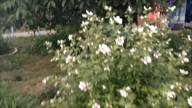 Природа. Осенние цветы у меня во дворе. Nature. Autumn flowers in my yard. смотреть онлайн