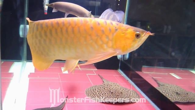 The Combo : Cichla + Ray + Gar + Arowana : MonsterFishKeepers.com : HD Quality смотреть онлайн