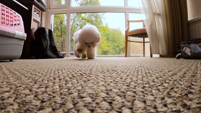 В Сочи с собакой, поезд, гостиницы, безопасность. смотреть онлайн