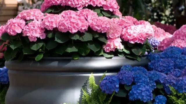 Как правильно пересадить комнатную Гортензию. Пересадка Гортензии в домашних условиях. смотреть онлайн