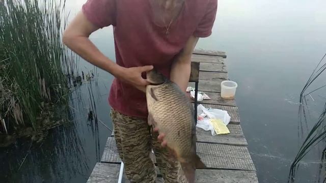 Карп, пруд Заросший, Парижская Коммуна смотреть онлайн