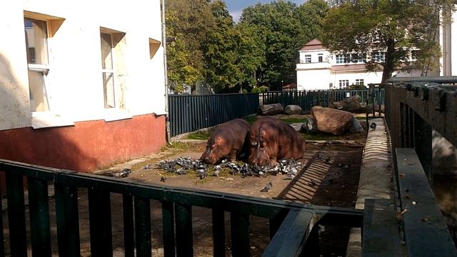 Бегемоты кушают голубей. смотреть онлайн