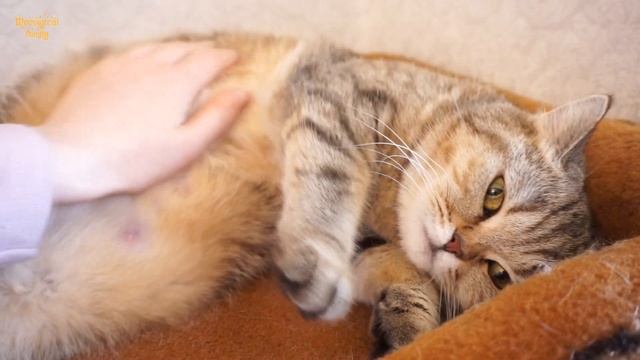 ? Прибыло ли молоко у кошки? Как увеличить лактацию? смотреть онлайн