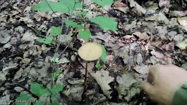 ТОП 5 малознакомых съедобных и условно-съедобных грибов в широколиственных лесах смотреть онлайн