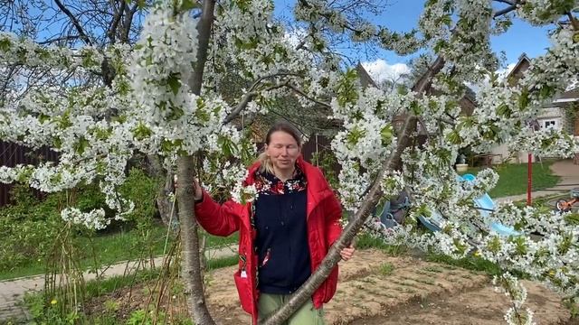 Как цветёт подмосковная «сакура» смотреть онлайн