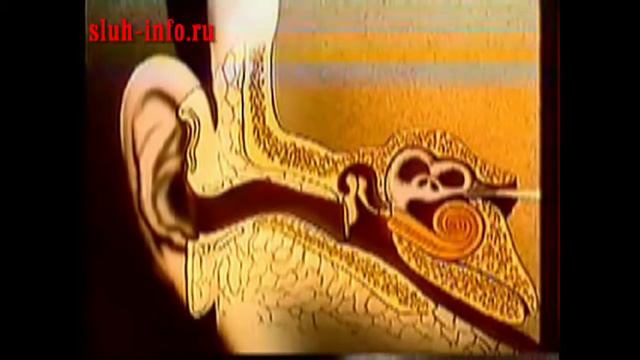 Анатомия уха человека. смотреть онлайн