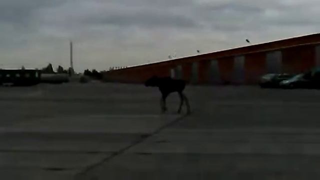 В Пушкино на территорию молком зашёл лось ч.3 смотреть онлайн