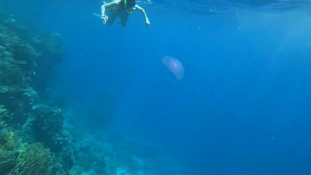 Amphoras Красное Море. смотреть онлайн