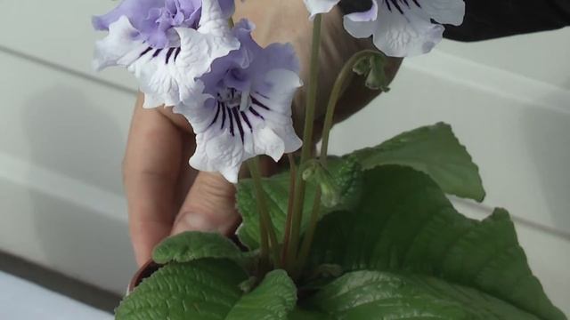 стрептокарпус DS-Денди и DS-1469 смотреть онлайн