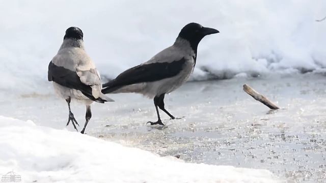 Наблюдение за птицами. Вороны играют со льдом смотреть онлайн