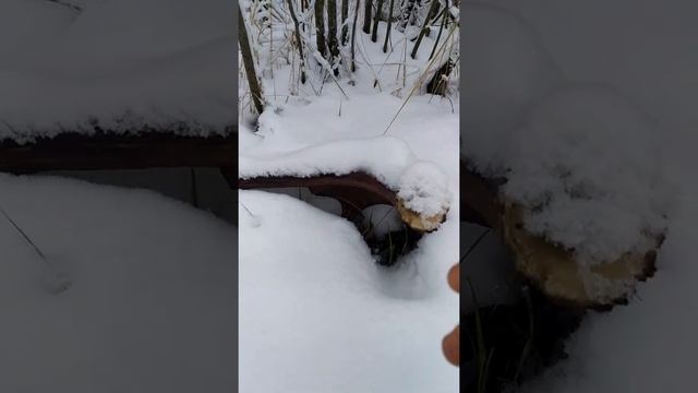 Как искать рога лося смотреть онлайн