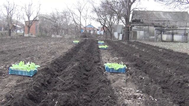 Высадка рассады табака в открытый грунт, начало 13 апреля 2021. смотреть онлайн