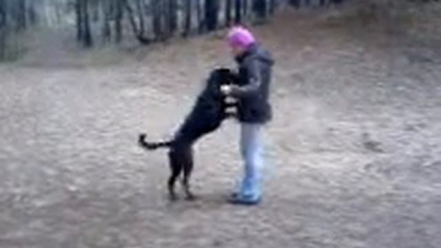Rottweiler training-ротвейлер дрессировка смотреть онлайн