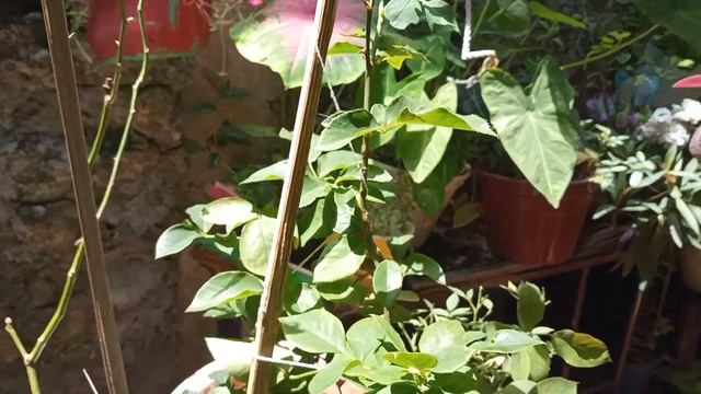 Cómo cuido mis rosales y Transplantando 🌷🌷🌷🧚🏾♀️🧚🏾♀️🧚🏾♀️