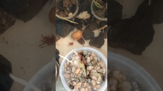 Крошечная лягушка нападает на не крошечную улитку. Tiny frog attacks not a tiny snail. смотреть онлайн