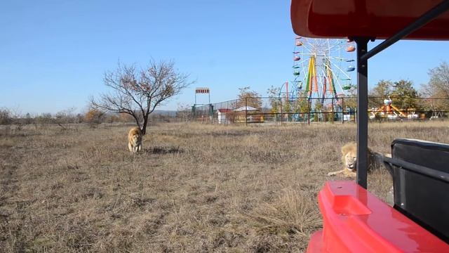 Как я КОРМЛЮ ЛЬВОВ ! смотреть онлайн