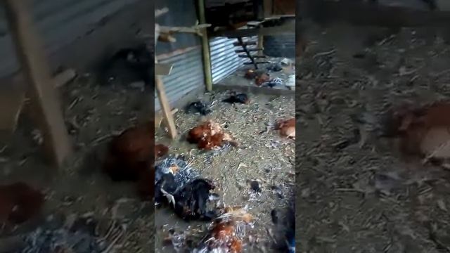 Чупакабра в Чили смотреть онлайн
