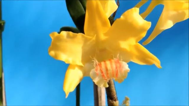 Dendrobium lowii orchid смотреть онлайн