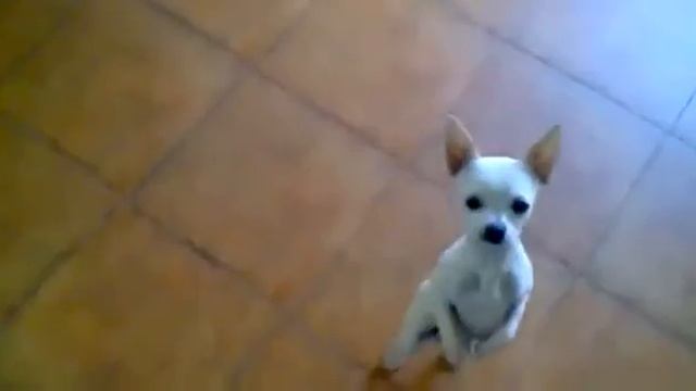 Испанский танец Пёсика) смотреть онлайн