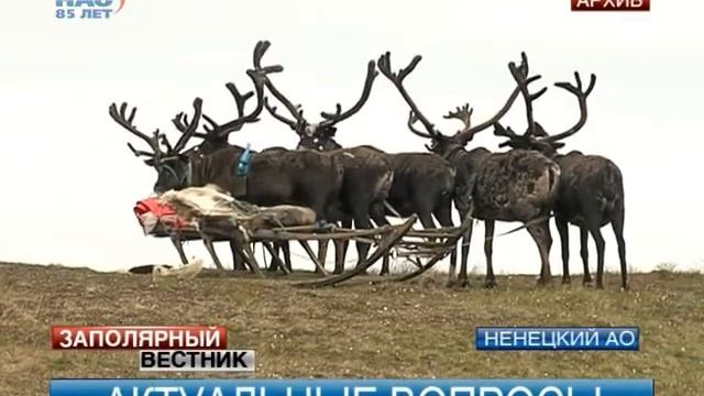 Дороги, северный завоз и подготовку к празднику «Дня оленя» обсудили на губернаторской планерке смотреть онлайн