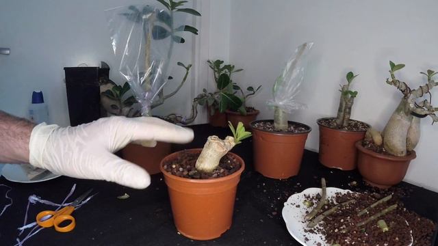 la greffe sur l' Adenium смотреть онлайн