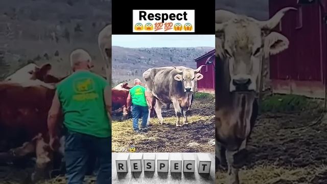 The Big Cow ????? #shorts смотреть онлайн