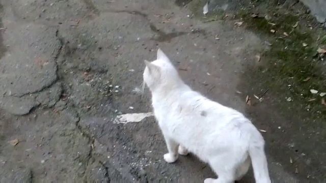Кот выпал из окна ! смотреть онлайн