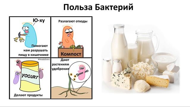 9. Бактерии и Вирусы (5 класс) - введение в Биологию смотреть онлайн