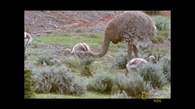 Птица Нанду смотреть онлайн