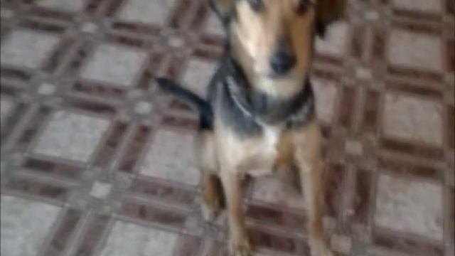 Как мы научились команде голос/ how to teach your dog the command voice? смотреть онлайн
