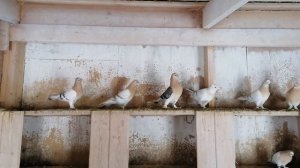 Турецкая такла,в гостях у Сергея ,часть 4 ая          #голуби# #pigeon#бойныеголуби#