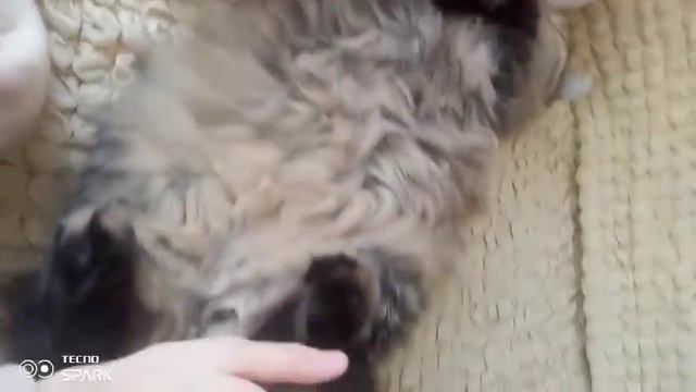 Ещё одно видео с моим котиком! ( Как же он мило спит ....) смотреть онлайн