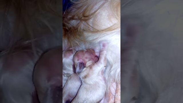 щенки 3 день смотреть онлайн