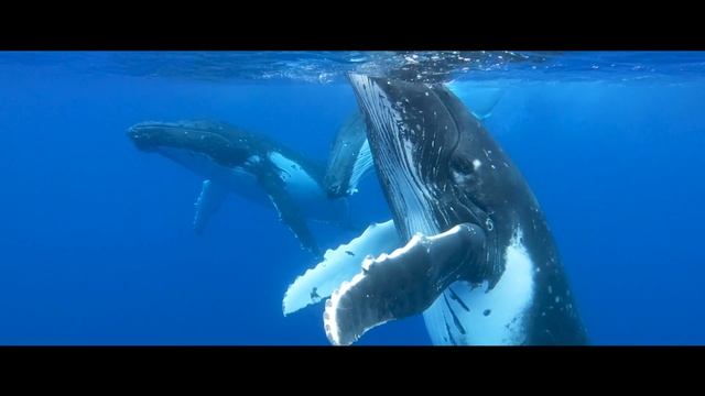 MOOREA ISLAND 4K - French Polynesia смотреть онлайн