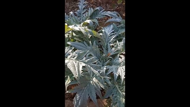 ПОЧЕМУ НЕ ВЫРОСЛИ АРТИШОКИ / МОЙ ОПЫТ САДОВОДСТВА смотреть онлайн