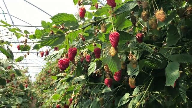 Польша. Малина Пшехиба. смотреть онлайн