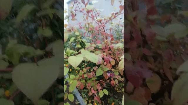 Чудесный куст с голубыми ягодами. Смотреть всем! смотреть онлайн