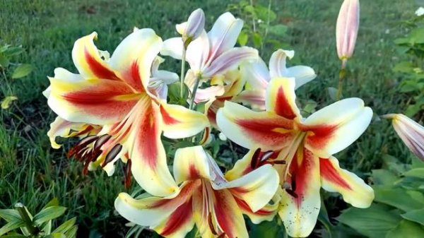 #лилии / Лилия ОТ- гибрид Шокинг ( лат. lilium Shocking).