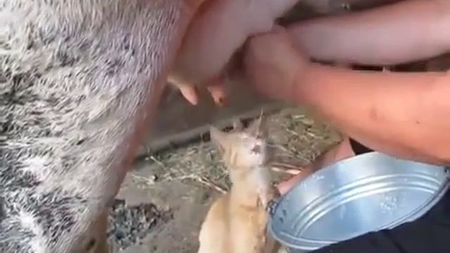Funny cat, - Кот пьет молоко из под коровы смотреть онлайн