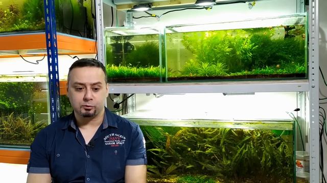 Красные водоросли в аквариуме. Откуда берется черная борода. смотреть онлайн