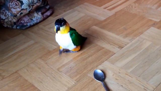 Gibson - dancing and walking to The spoon! смотреть онлайн